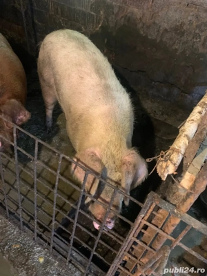 De vanzare!!! - imagine 2