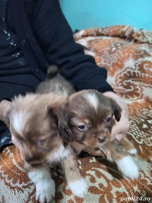 vand catei pechinez - imagine 3