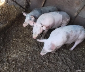 porci de vânzare  - imagine 5