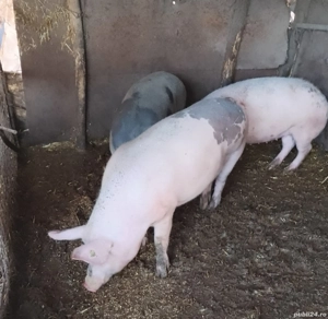 porci de vânzare  - imagine 4