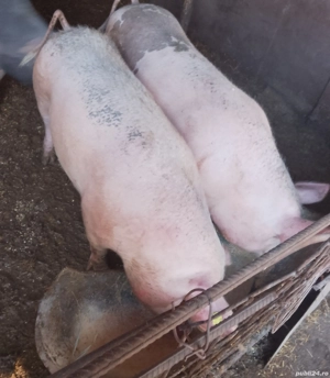 porci de vânzare 