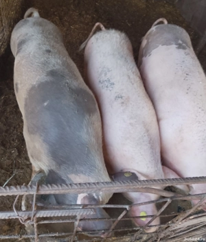 porci de vânzare  - imagine 2