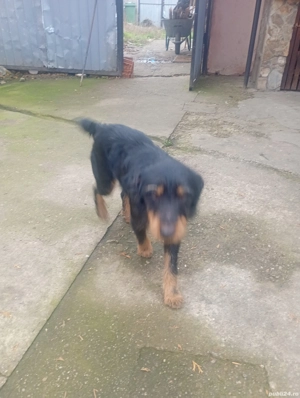 vand caini jagdterrier - imagine 3