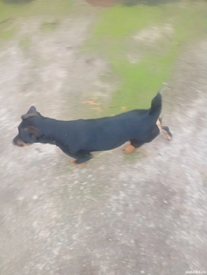 vand caini jagdterrier - imagine 2