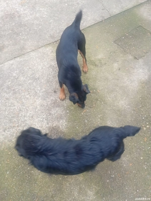 vand caini jagdterrier