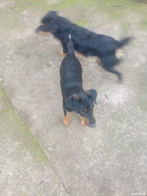 vand caini jagdterrier - imagine 4