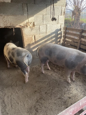 De vanzare un porc de160 kg 13 lei kg Tel   - imagine 2