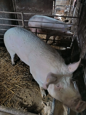 Vand porci de carne - imagine 4