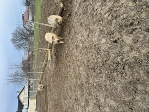 Porci de vinzare - imagine 3