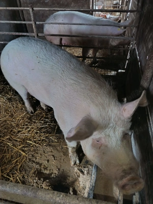 Vand porci de carne - imagine 2