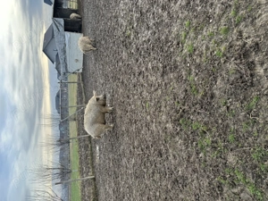 Porci de vinzare - imagine 2