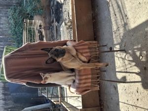 De vânzare!   - imagine 3