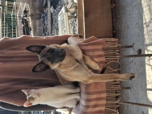 De vânzare!   - imagine 4