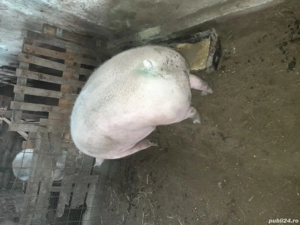 vând porc  . - imagine 2