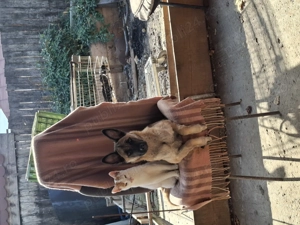 De vânzare!   - imagine 5