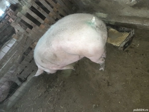 vând porc  .