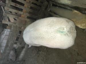 vând porc  . - imagine 4