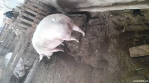 vând porc  . - imagine 3