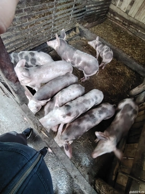 Vand Purcei . - imagine 2