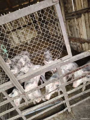 Vand Purcei . - imagine 3