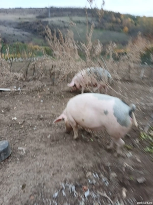 Vând porci 