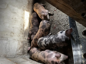 Vând porci bio crescuți în propria gospodărie ei cântăresc în jur de 120 150 kg preț 17 lei  - imagine 3