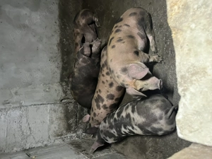 Vând porci bio crescuți în propria gospodărie ei cântăresc în jur de 120 150 kg preț 17 lei 