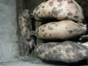 Vând porci bio crescuți în propria gospodărie ei cântăresc în jur de 120 150 kg preț 17 lei  - imagine 2