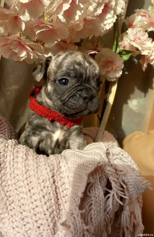 Sarbatorile vin odata cu ei !  - imagine 2