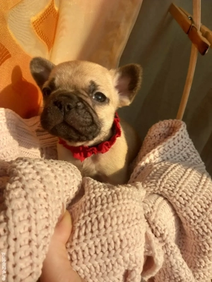 Sarbatorile vin odata cu ei !  - imagine 4