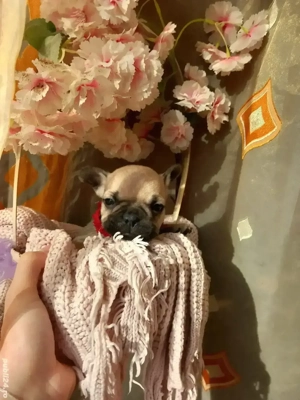 Sarbatorile vin odata cu ei !  - imagine 3