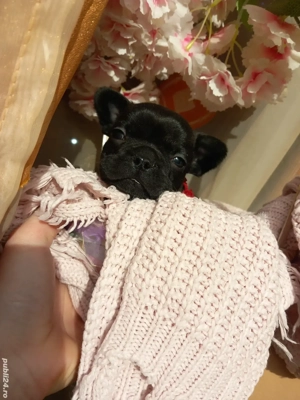 Sarbatorile vin odata cu ei ! 