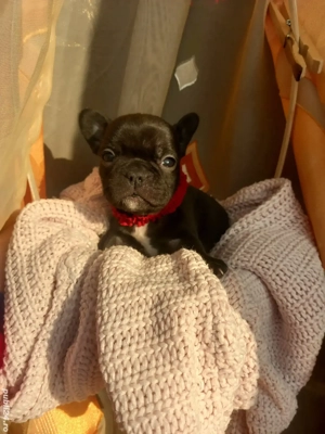 Sarbatorile vin odata cu ei !  - imagine 5