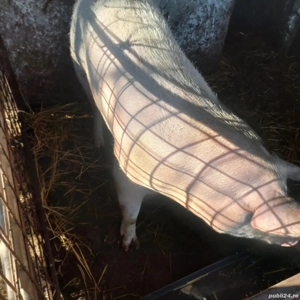 Vand porc pentru Craciun! - imagine 4