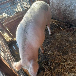 Vand porc pentru Craciun! - imagine 3