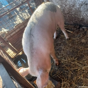 Vand porc pentru Craciun! - imagine 2