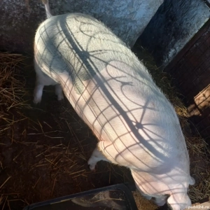 Vand porc pentru Craciun!