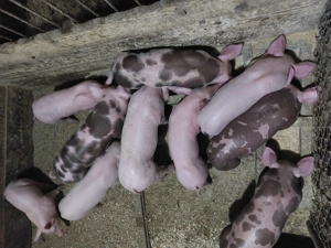 Purcei de vânzare  - imagine 2