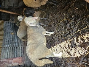 Berbec Bergamasca  - imagine 4