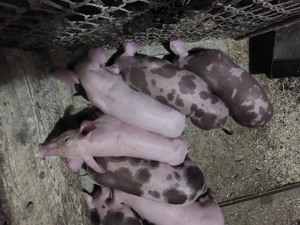 Purcei de vânzare  - imagine 4