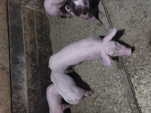 Purcei de vânzare  - imagine 3