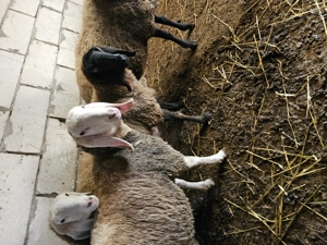 Berbec Bergamasca  - imagine 2