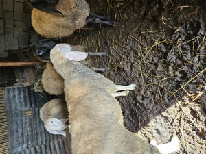 Berbec Bergamasca  - imagine 3