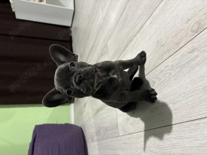 Vând pui de buldog francez - imagine 2