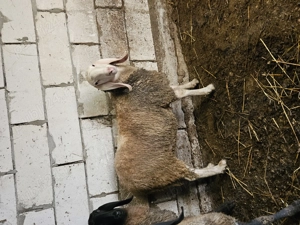 Berbec Bergamasca  - imagine 5