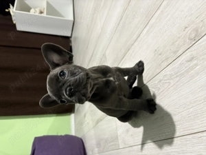 Vând pui de buldog francez - imagine 4