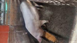 purcea de vânzare - imagine 3