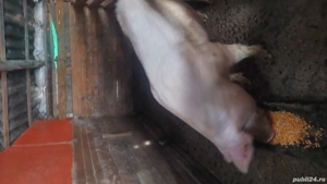 purcea de vânzare - imagine 2