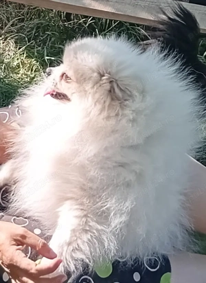 Doar pentru persoane responsabile - imagine 4