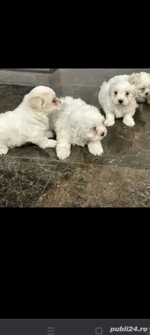 Pui bichoni maltezi 3 luni